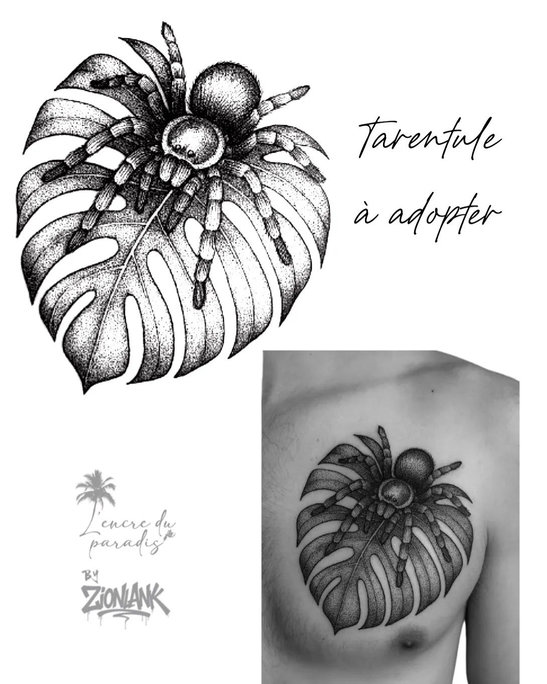 Flash tarentule à adopter.